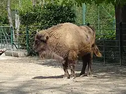 European bison