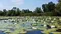 White water lily formation in right-bank Zaporizhzhia Oblast