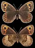 Erebia aethiops ♀