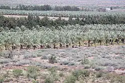 Plantage of date palms next to the Naute Dam