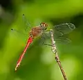 Sympetrum sanguineum