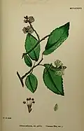 'Sowerbyi', from English Botany, or Coloured Figures of British Plants.[3]