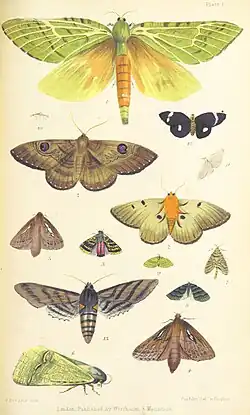 Plate 1 of Te Ika a Maui.