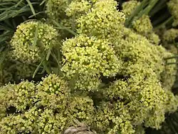 clusters of small flowers