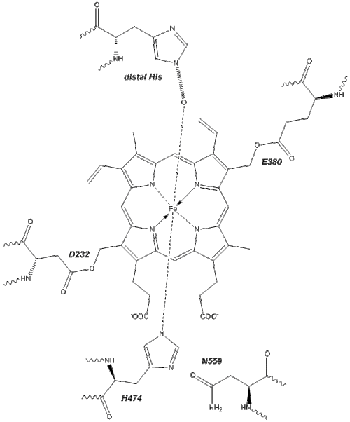 Active site of eosinophil peroxidase.