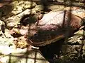 python in Bohol, Philippines (Python reticulatus)