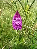 Anacamptis pyramidalis Donegal
