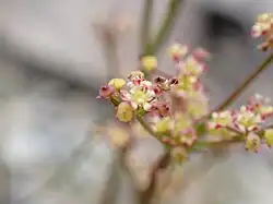 The beautiful pink and yellow flowers of a plant, before a grey bokeh background of greywracke