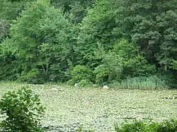 The lilly pond surrounded by grass.