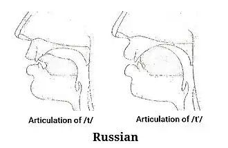 Articulation of t and tʲ in Russian