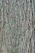 Bark