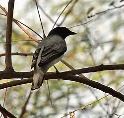 Male at Sindhrot in Vadodara district of Gujarat, India.