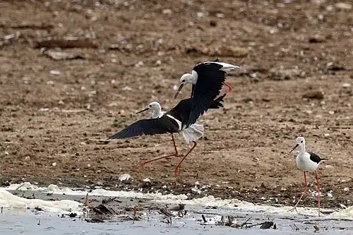 adults fighting Kazinga Channel, Uganda
