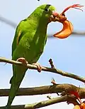Yellow-chevroned parakeet eating flower