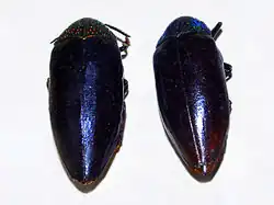 Sternocera chrysis