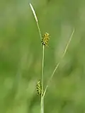 long-stalked yellow sedge