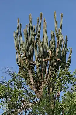 A tree whose upswept branches take the form of cactus stems