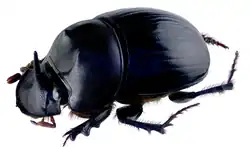 Catharsius pithecius