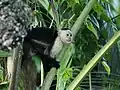 White-headed capuchin (Cebus capucinus)