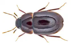 Chasmogenus abnormalis