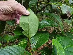 Underside of leaves, Cairns, Queensland