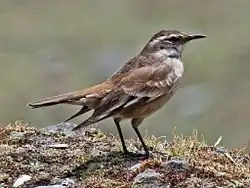Cream-winged cinclodes