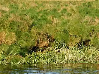 Dense papyrus stand on river bank