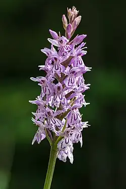 Common spotted orchid