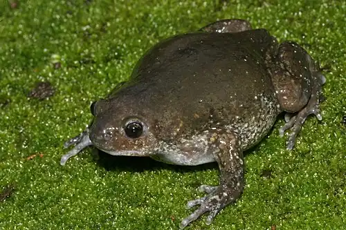 Lateral view