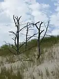 Dead trees