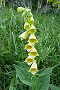 Big-flowered foxglove towards the Spitzkoepfe [fr].
