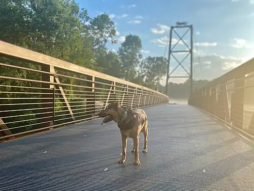 Dog crossing the Wolf Crossing suspension bridge and looking over into the Wolf River