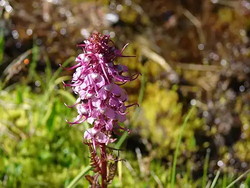Mount Rainier National Park, Washington (State)