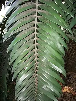 Portion of a leaf showing leaflets