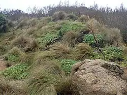 clumps of grass in a clearing