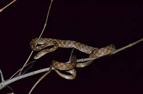 Lateral view