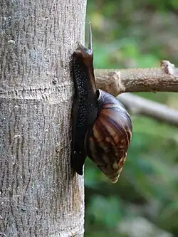 L. fulica climbing a papaya tree