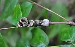 Bird droppings: larvae of the swallowtail butterfly Papilio cresphontes