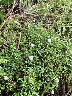 Some white flower heads of the Creeping Everlasting Daisy