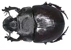 Heliocopris bucephalus