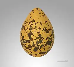 Egg