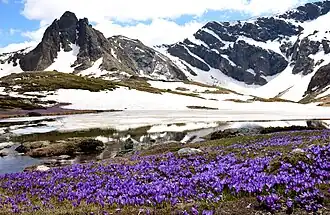 Crocuses next to the Seven Rila Lakes