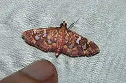 Ischnurges gratiosalis