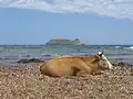Giraglia seen from Barcaggio's beach