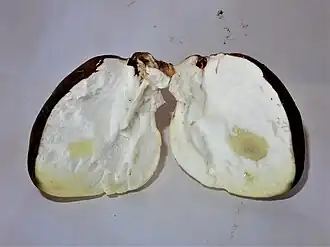 Immature fruiting body sliced open