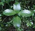 Leaves of a pukatea seedling
