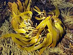 A clump of kelp