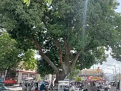 Mango Tree of San Pablo Bayan, Laguna, July 2023