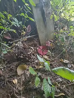 Photograph showing a little memorial with a cross of Jesus and flowers to remember those who dies in this tragic accident.