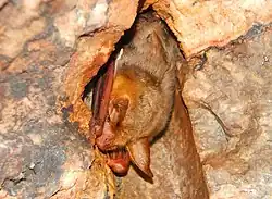 Brown bat